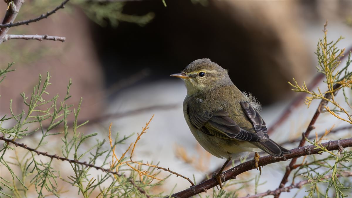 Willow Warbler