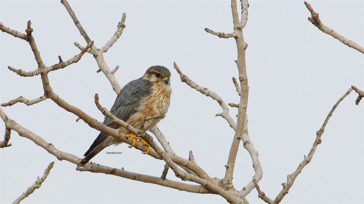 Merlin