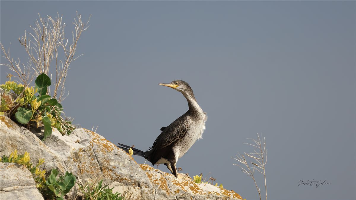 European Shag