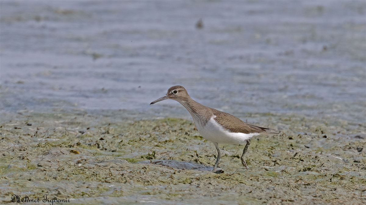 Common Sandpiper