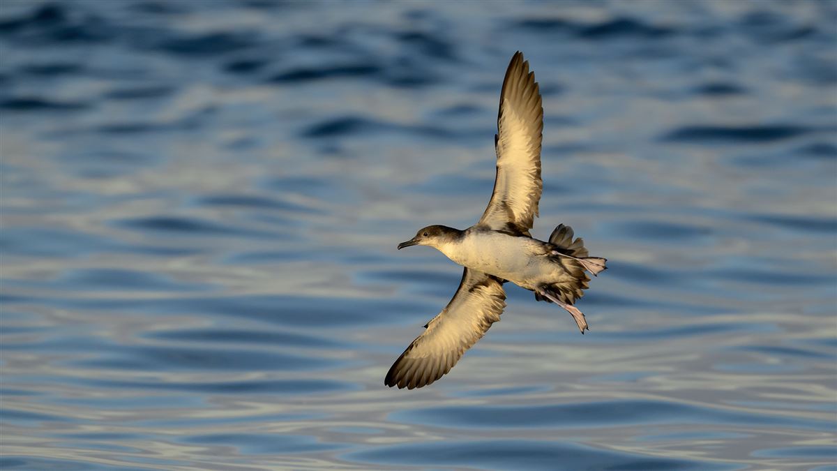 Yelkouan Shearwater