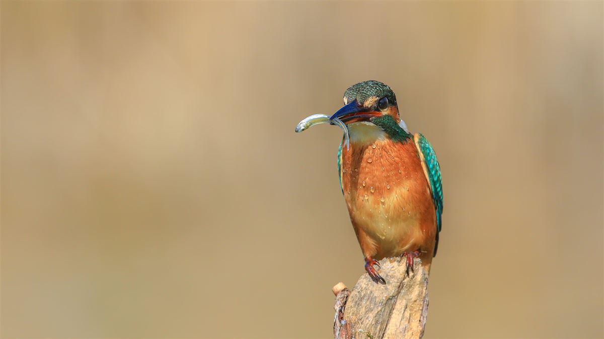 Common Kingfisher