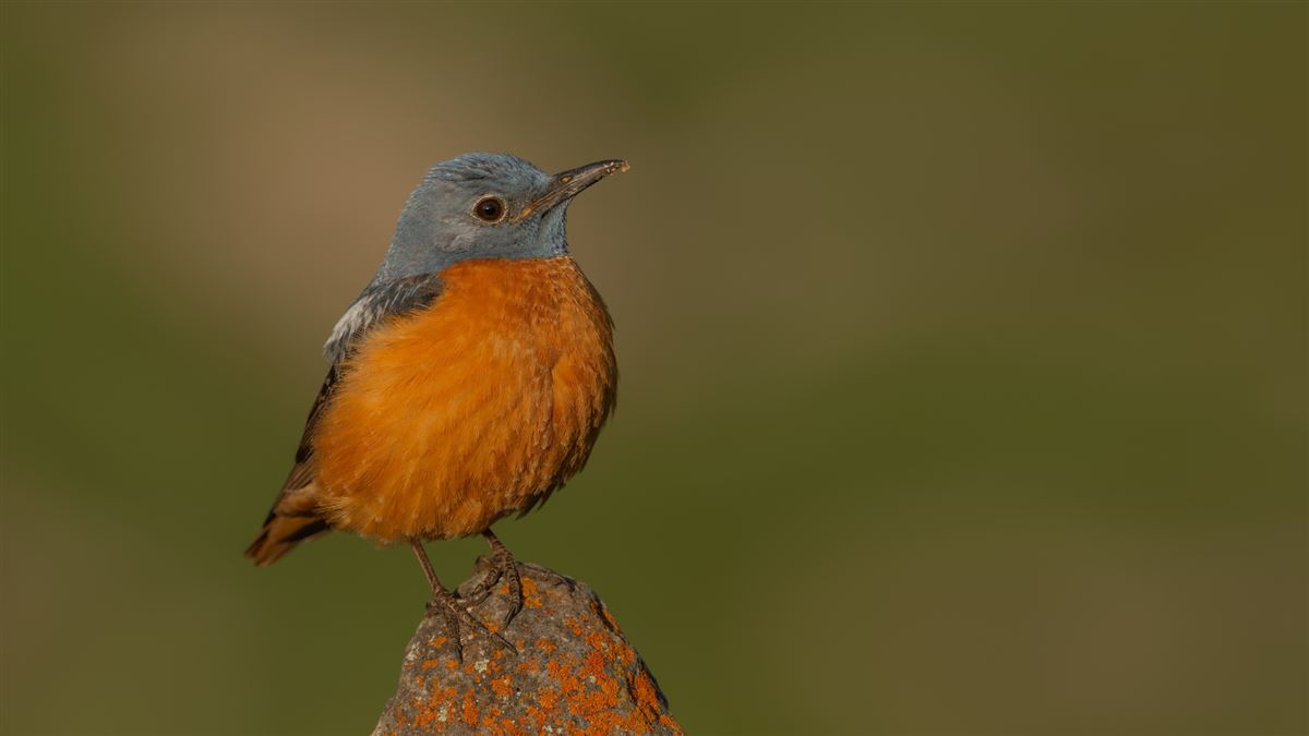 Common Rock Thrush