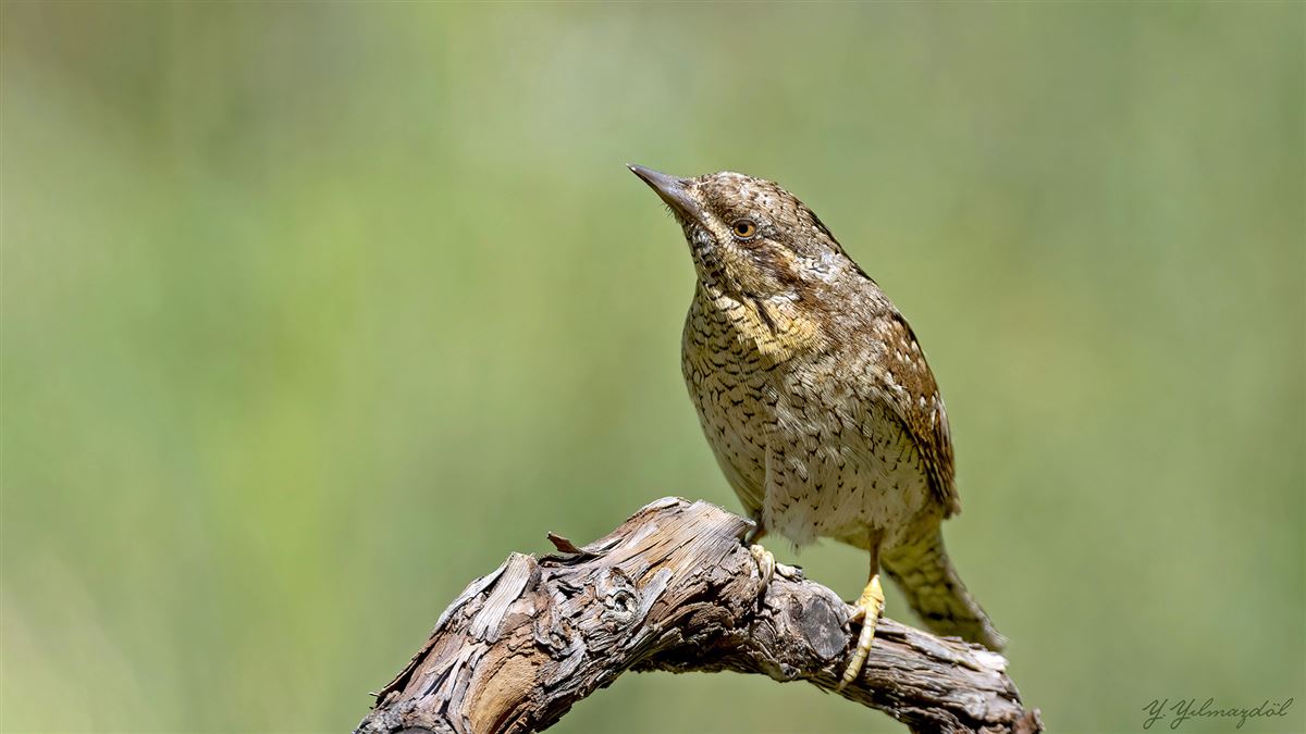 Eurasian Wryneck