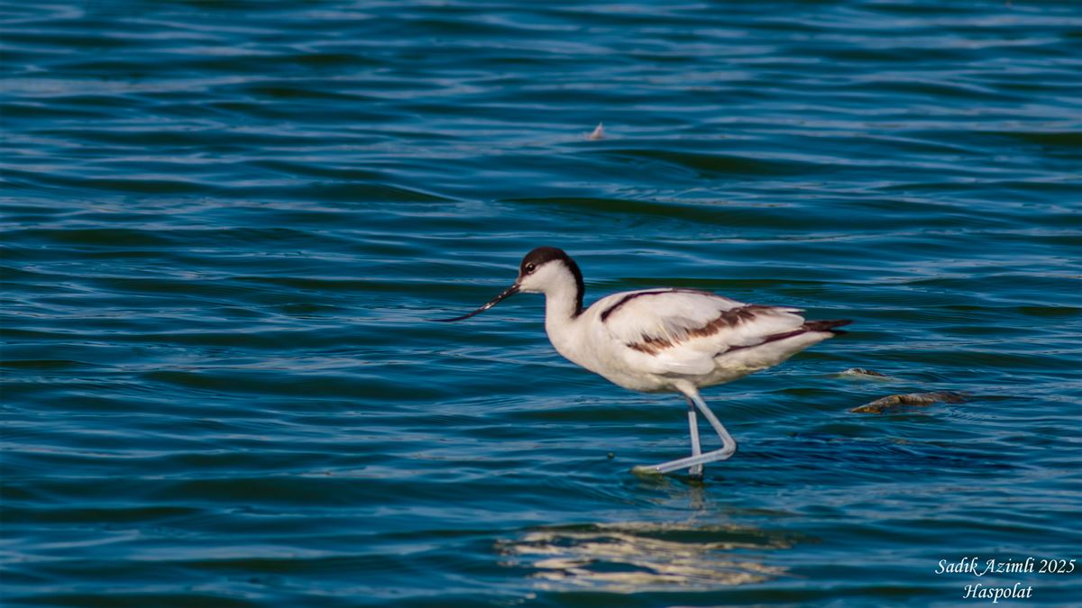 Pied Avocet