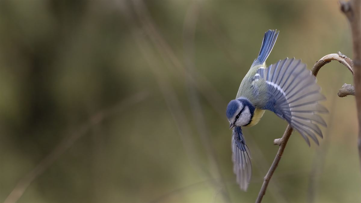 Eurasian Blue Tit