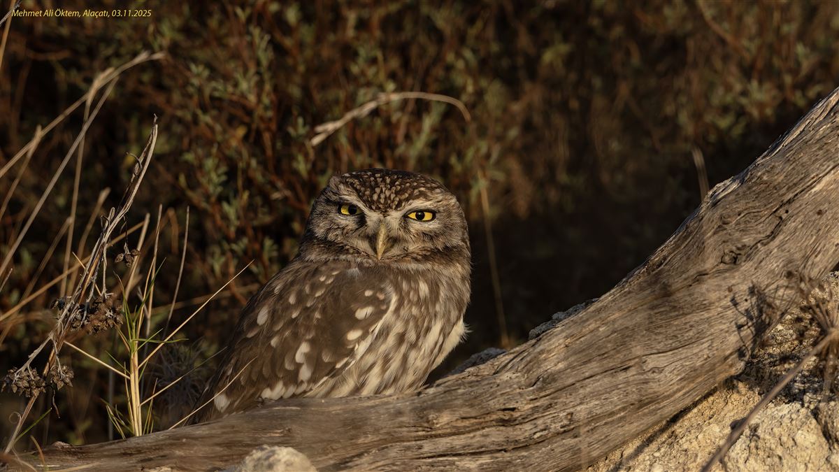 Little Owl