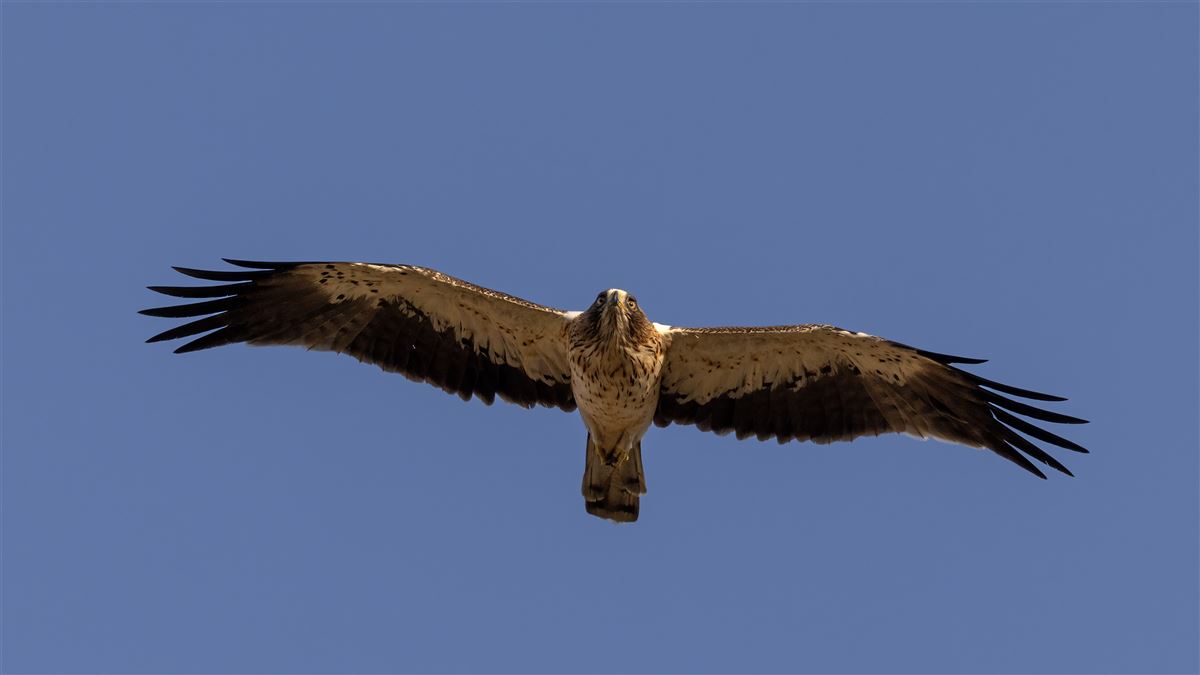 Booted Eagle