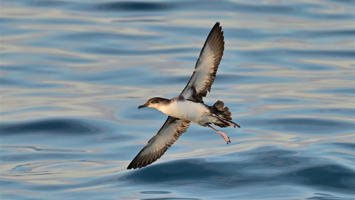 Yelkouan Shearwater