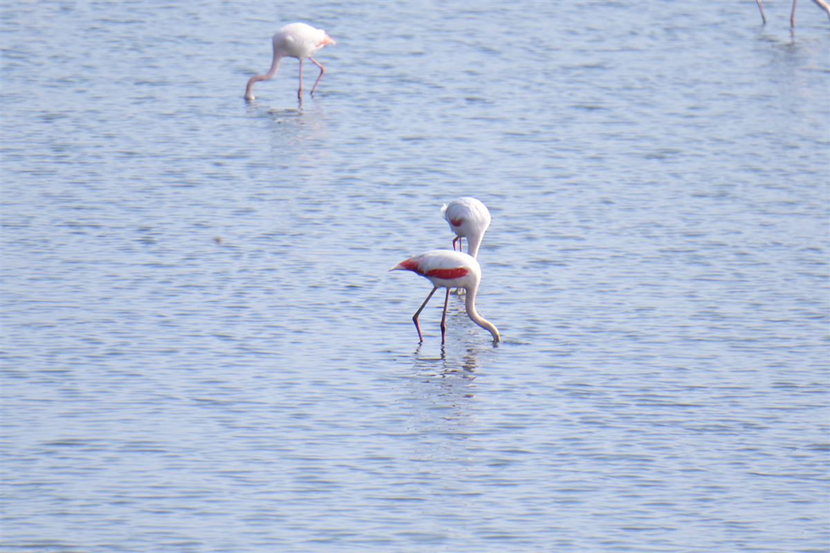 Greater Flamingo