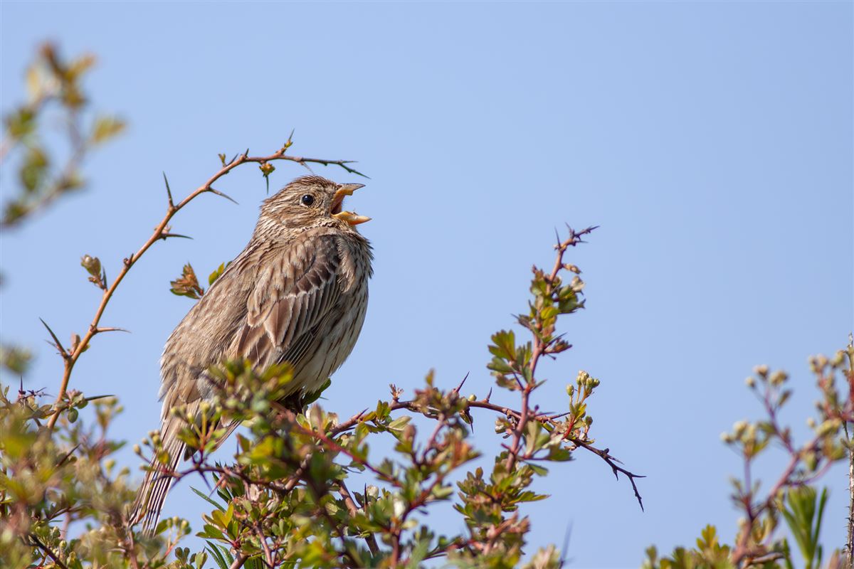 Corn Bunting