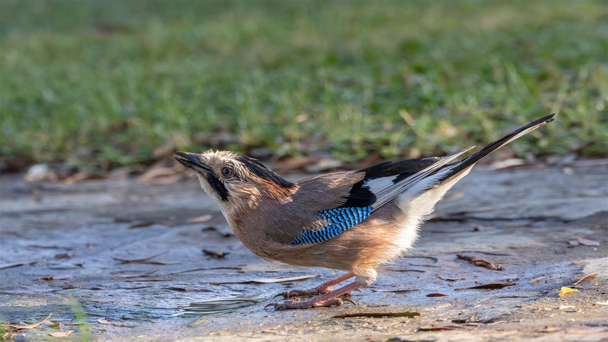 Eurasian Jay