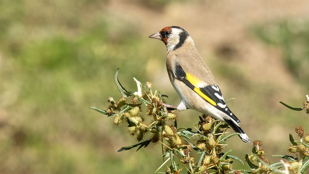 European Goldfinch