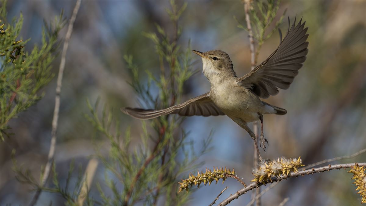 Eastern Olivaceous Warbler