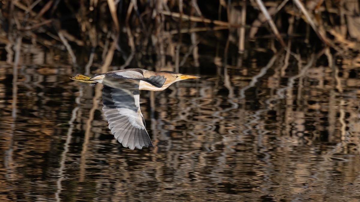 Little Bittern