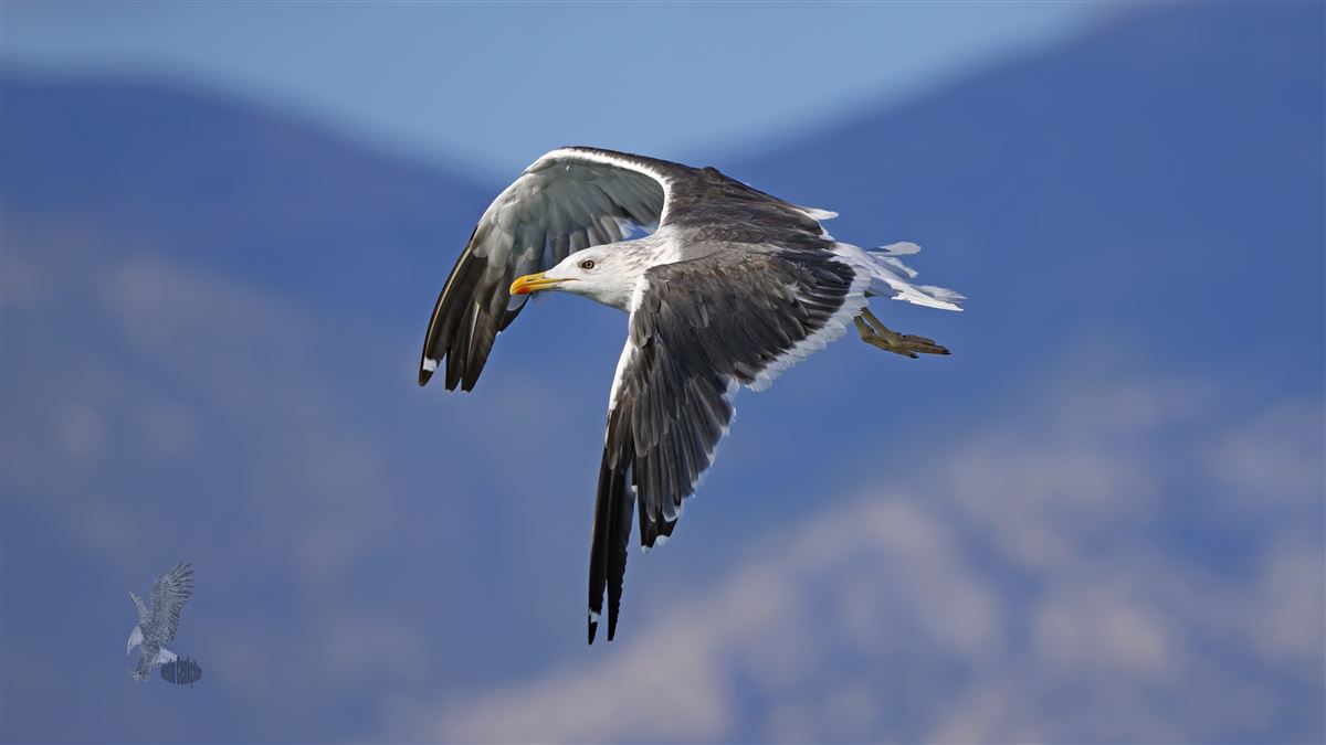 Lesser Black-backed Gull