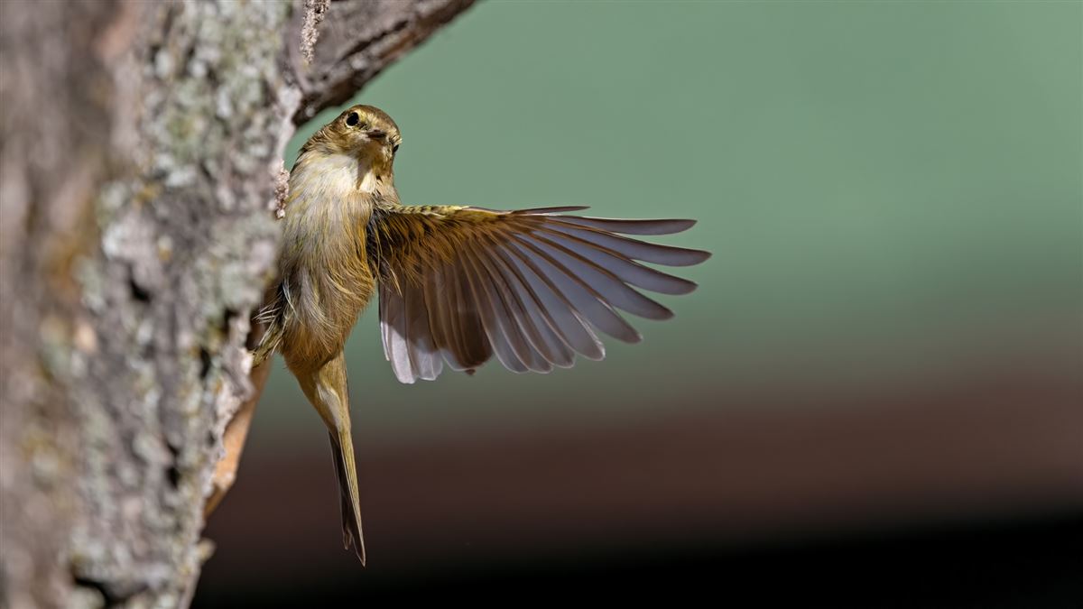 Willow Warbler