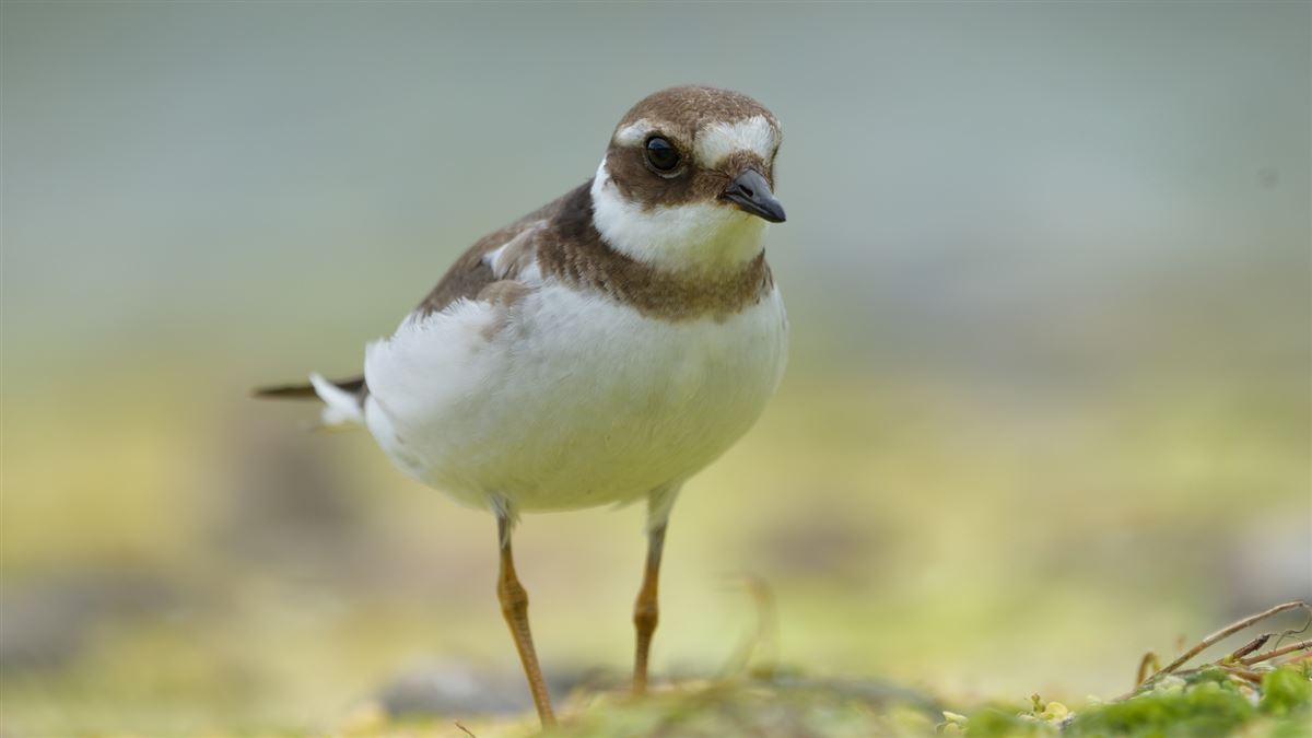 Common Ringed Plover