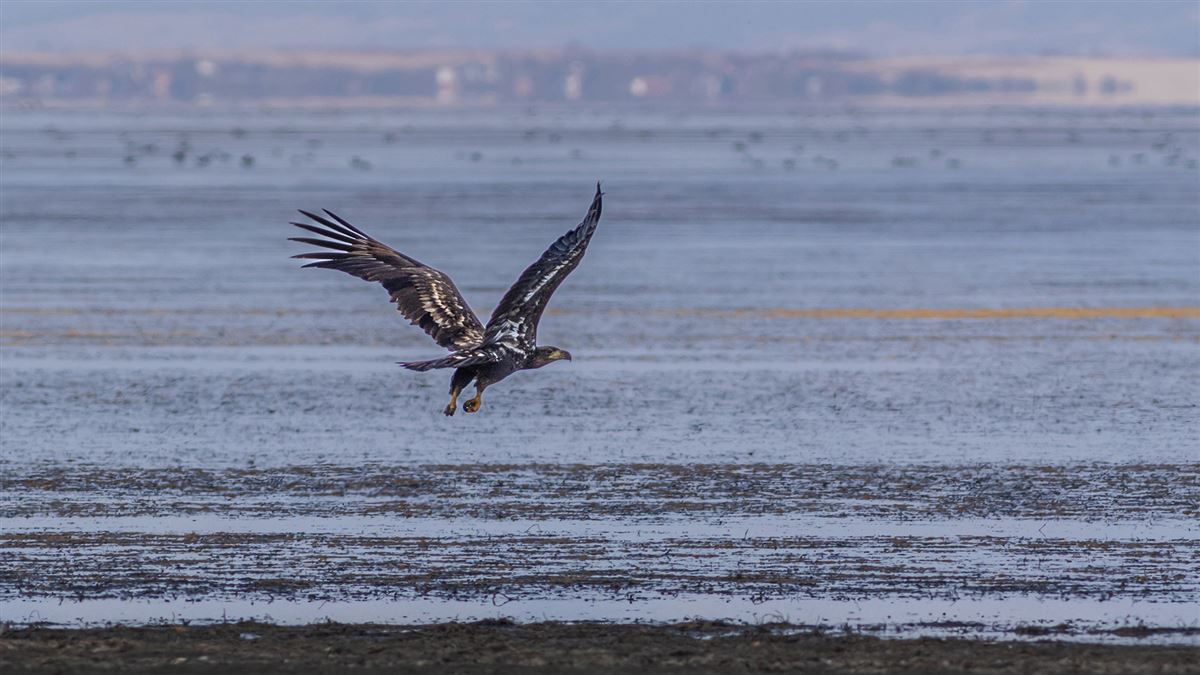 White-tailed Eagle