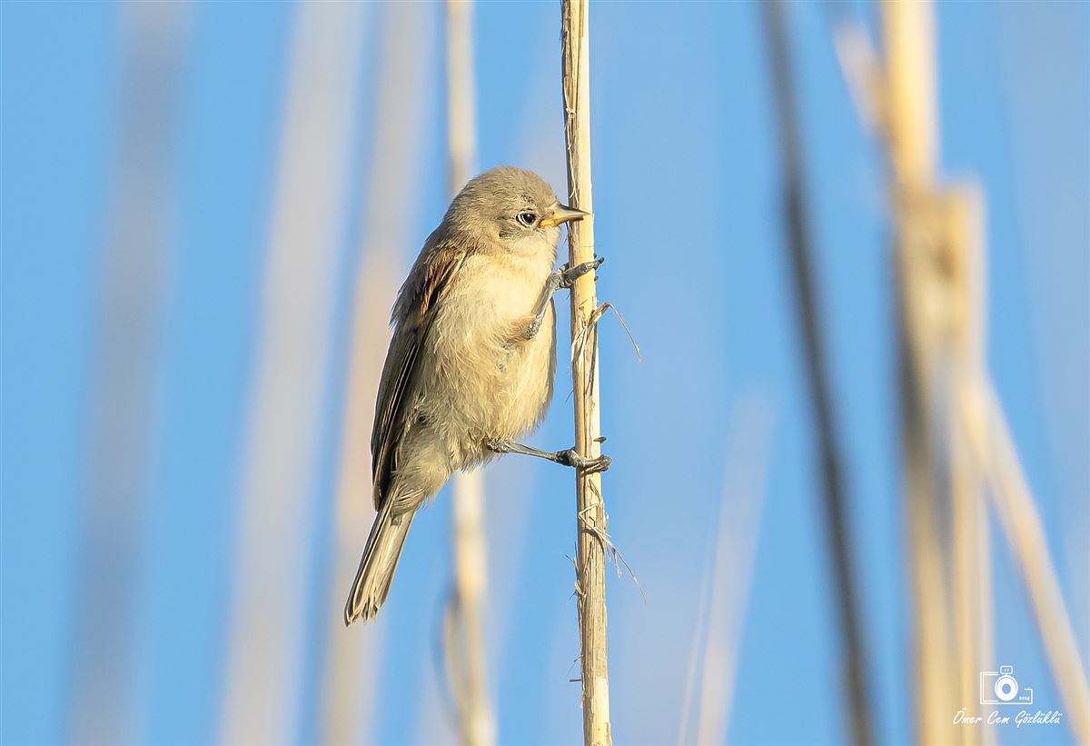 Eurasian Penduline Tit
