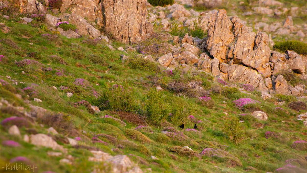 Alpine Chough
