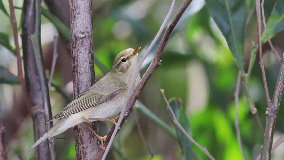 Willow Warbler