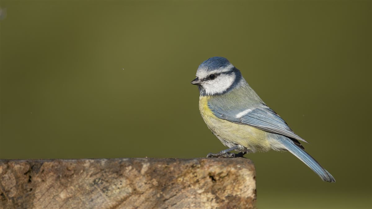 Eurasian Blue Tit