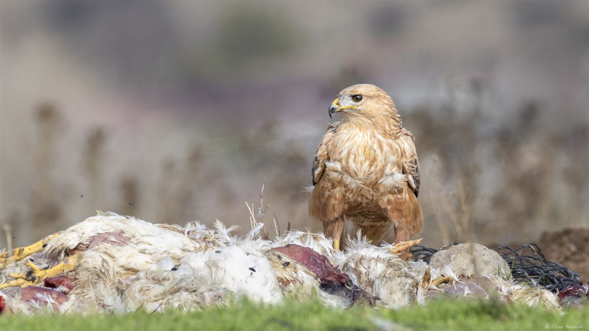Long-legged Buzzard