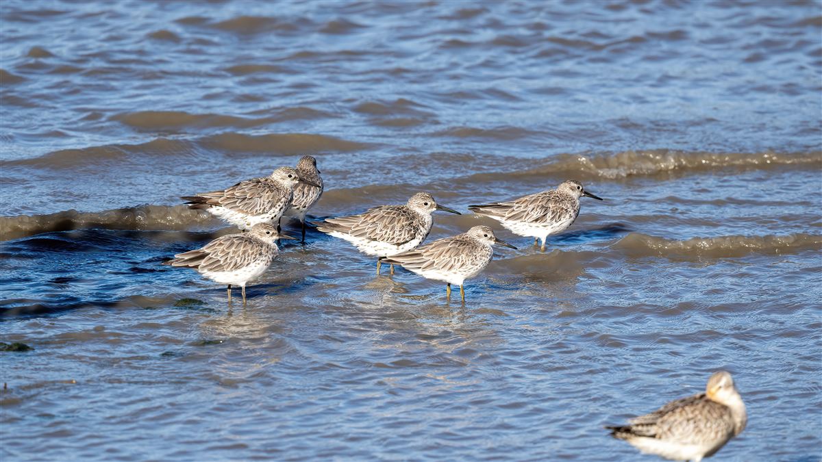 Great Knot