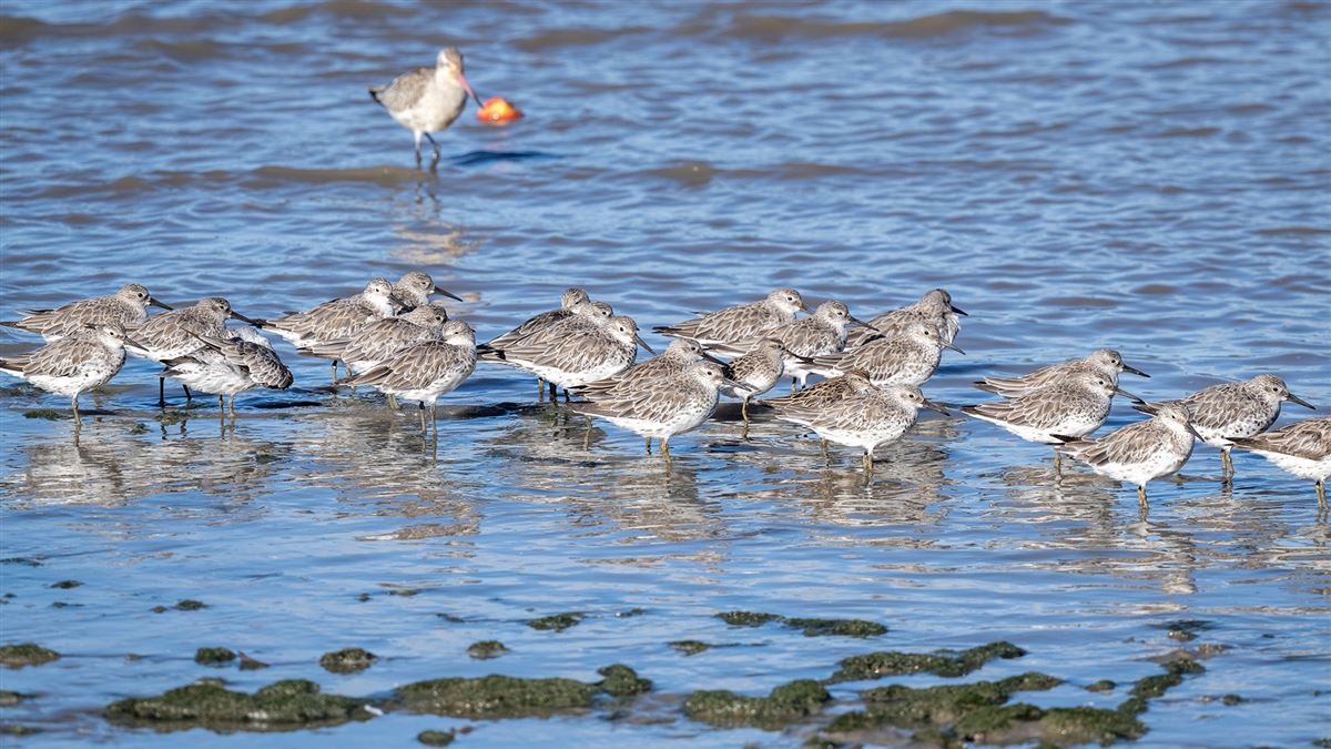 Great Knot