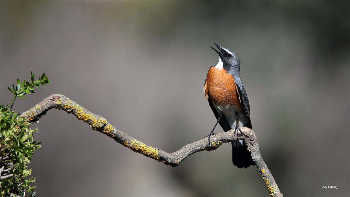 White-throated Robin
