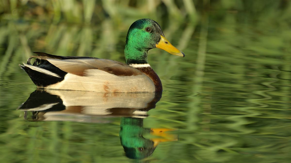 Mallard