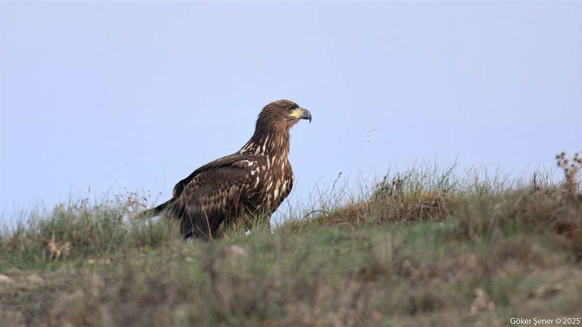 White-tailed Eagle