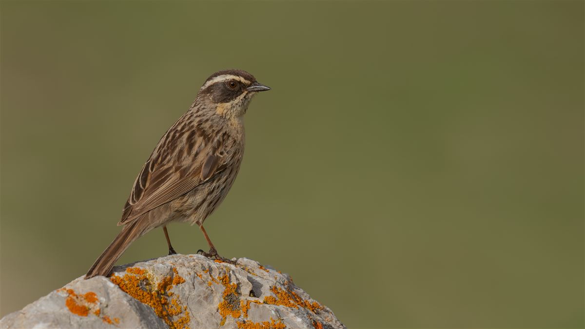 Radde`s Accentor