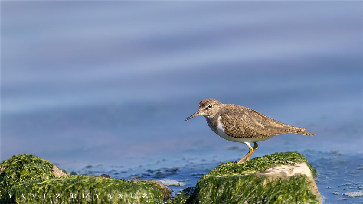 Common Sandpiper
