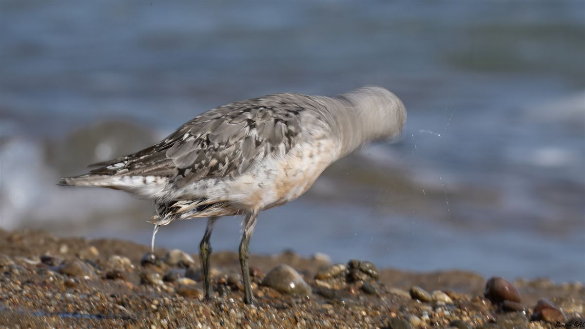 Red Knot