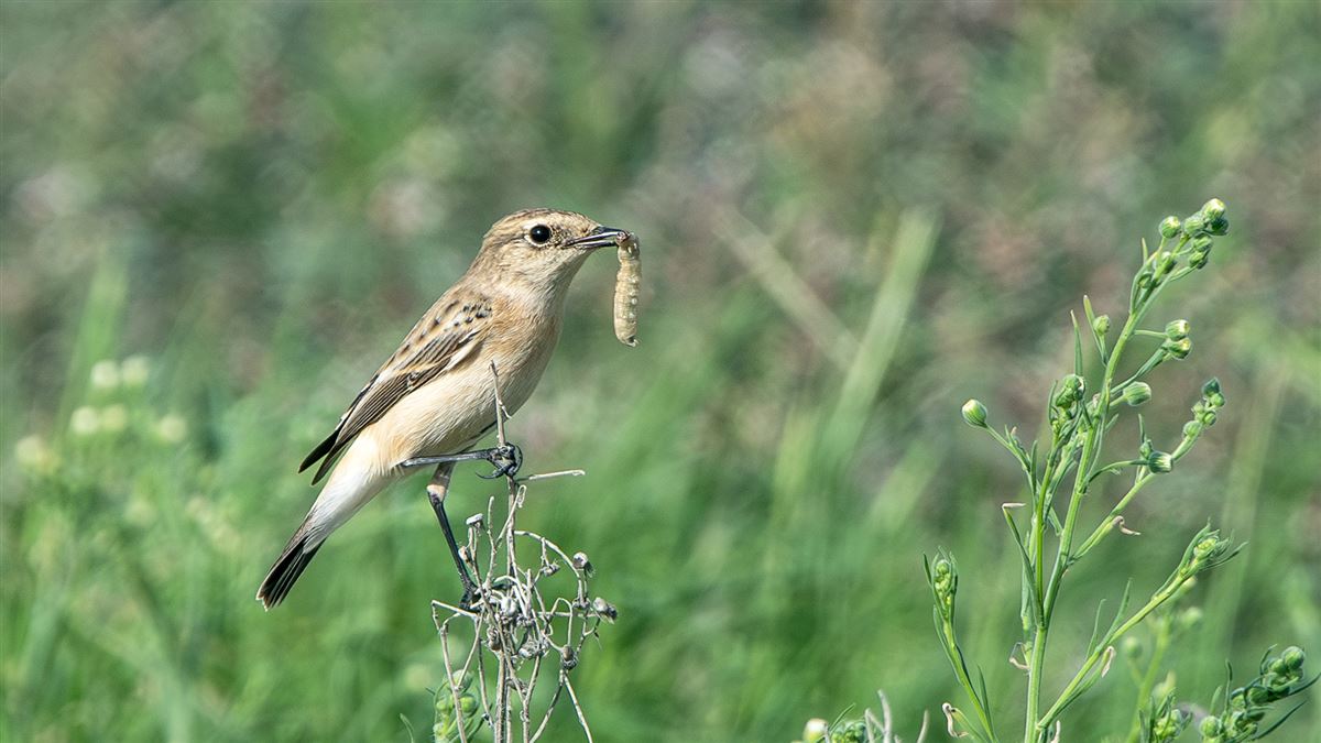 Siberian Stonechat