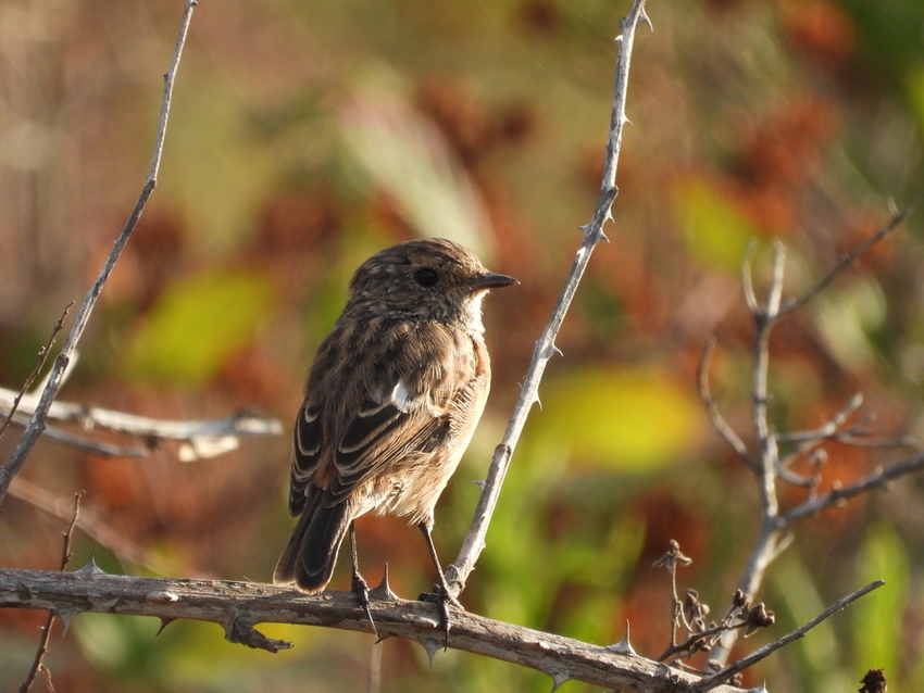 European Stonechat