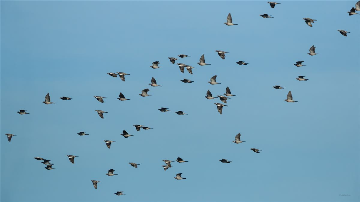 Common Wood Pigeon