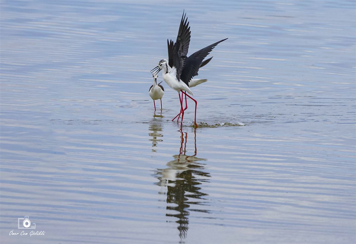 Black-winged Stilt