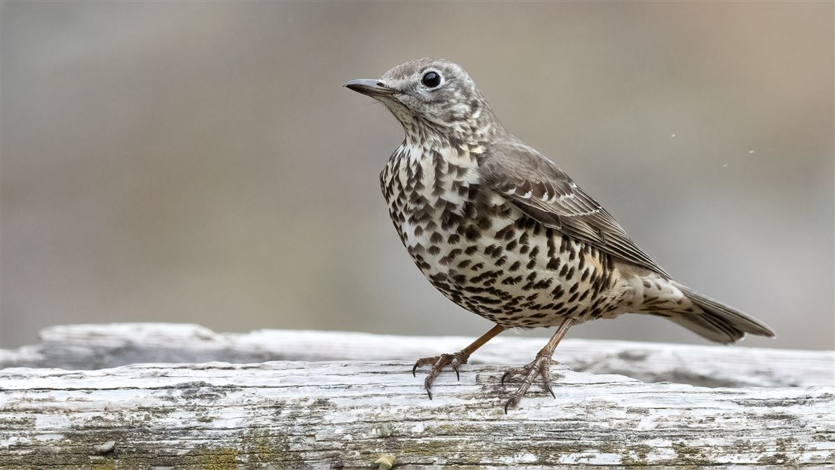 Mistle Thrush