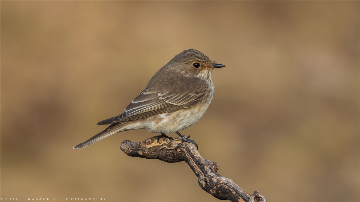 Spotted Flycatcher
