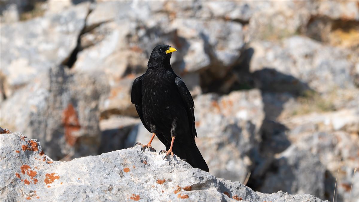 Alpine Chough