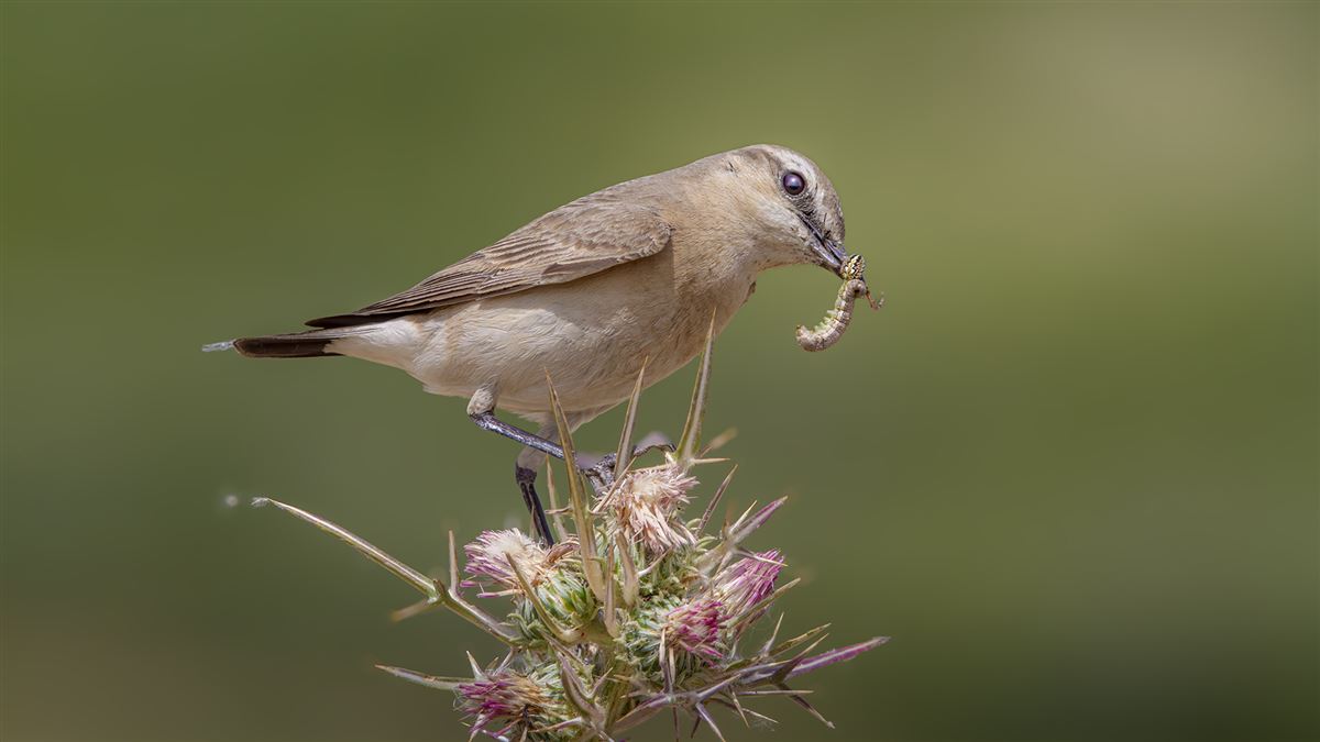 Isabelline Wheatear