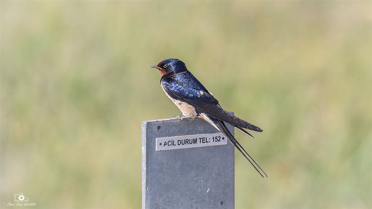 Barn Swallow