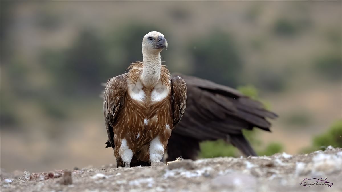 Griffon Vulture