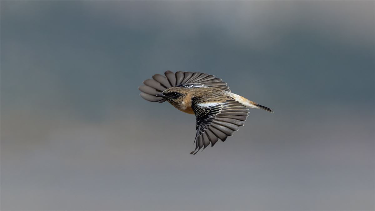 Siberian Stonechat