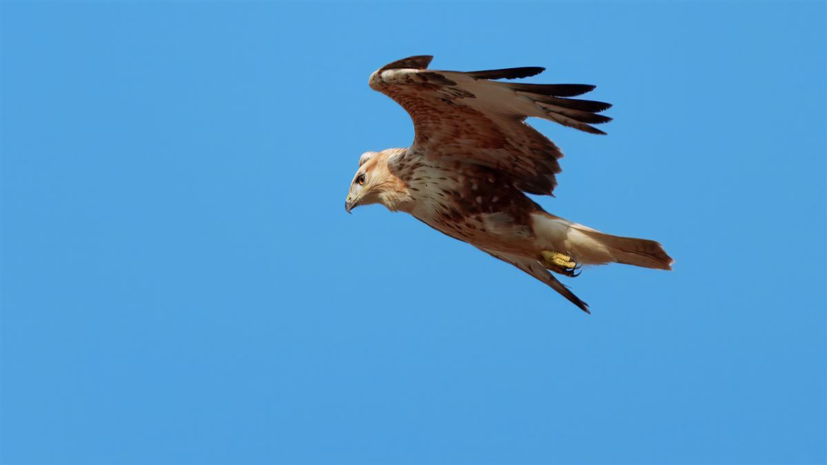 Long-legged Buzzard