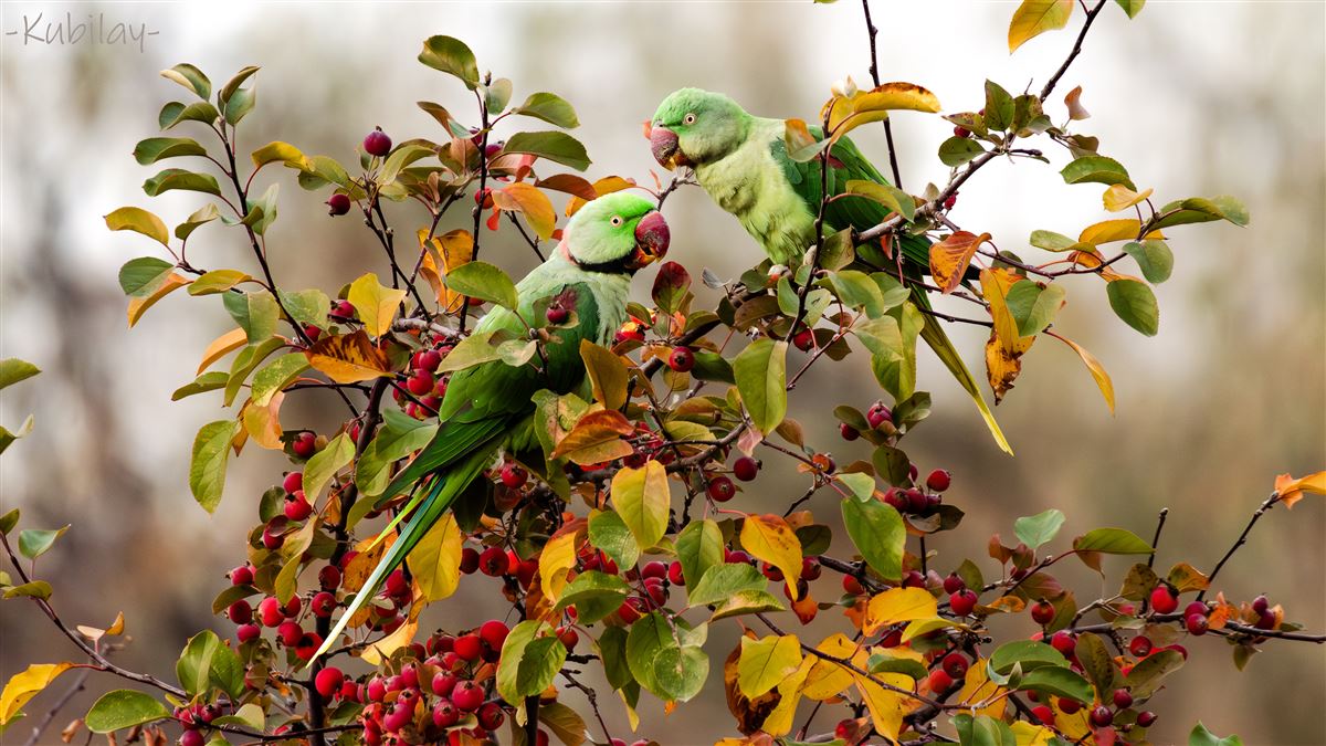 Alexandrine Parakeet