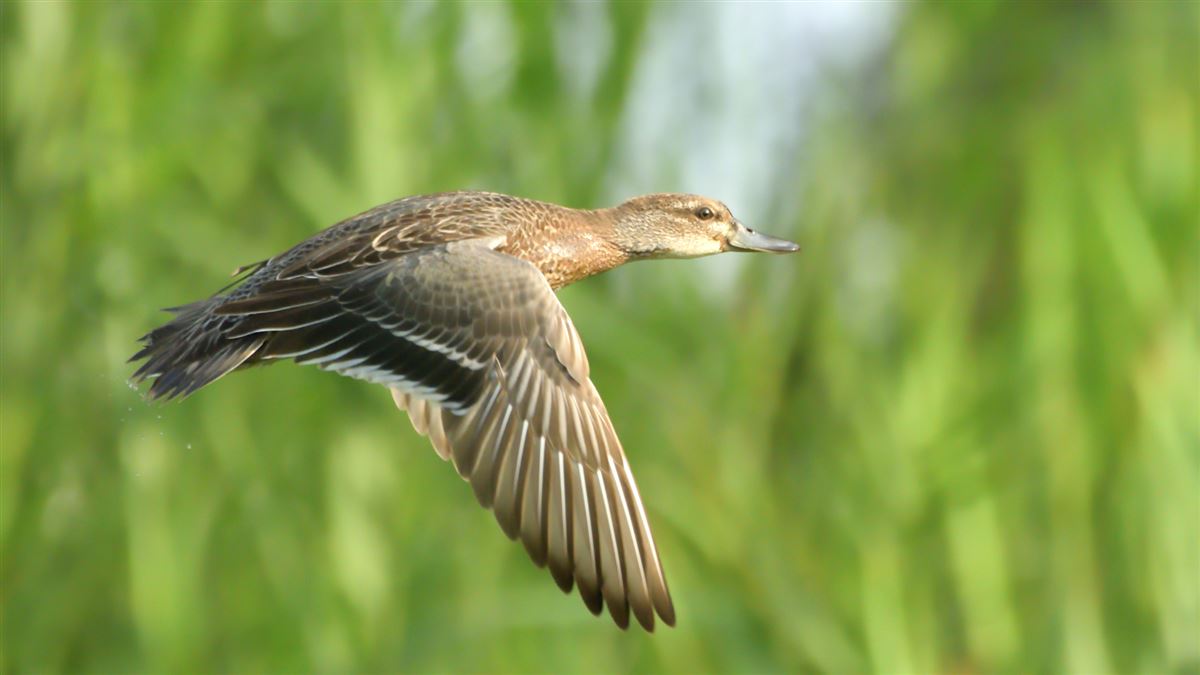 Garganey